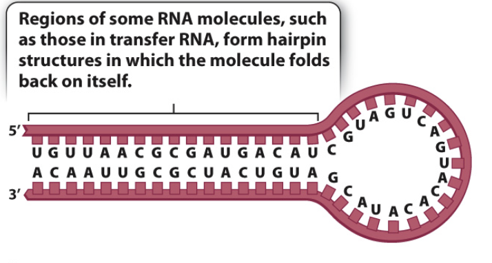 <p><span>a specific structure formed when a single strand of DNA folds back upon itself, creating a loop which is stabilized by base pairing within the same strand</span></p>