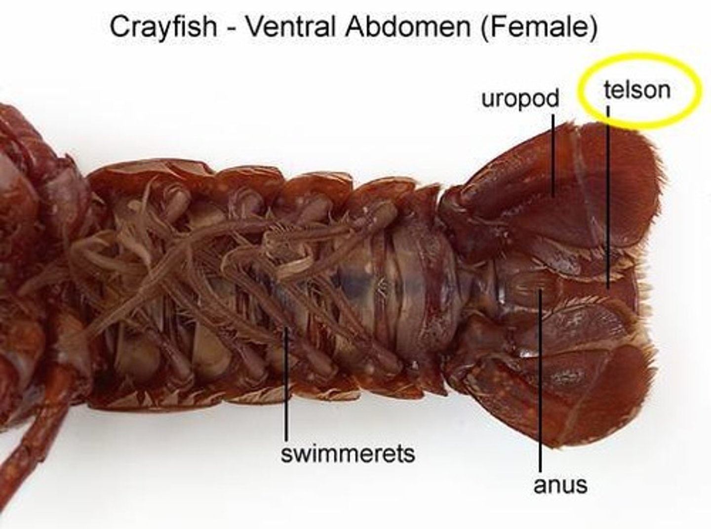 <p>the center paddle of the crayfish tail, kick flip</p>