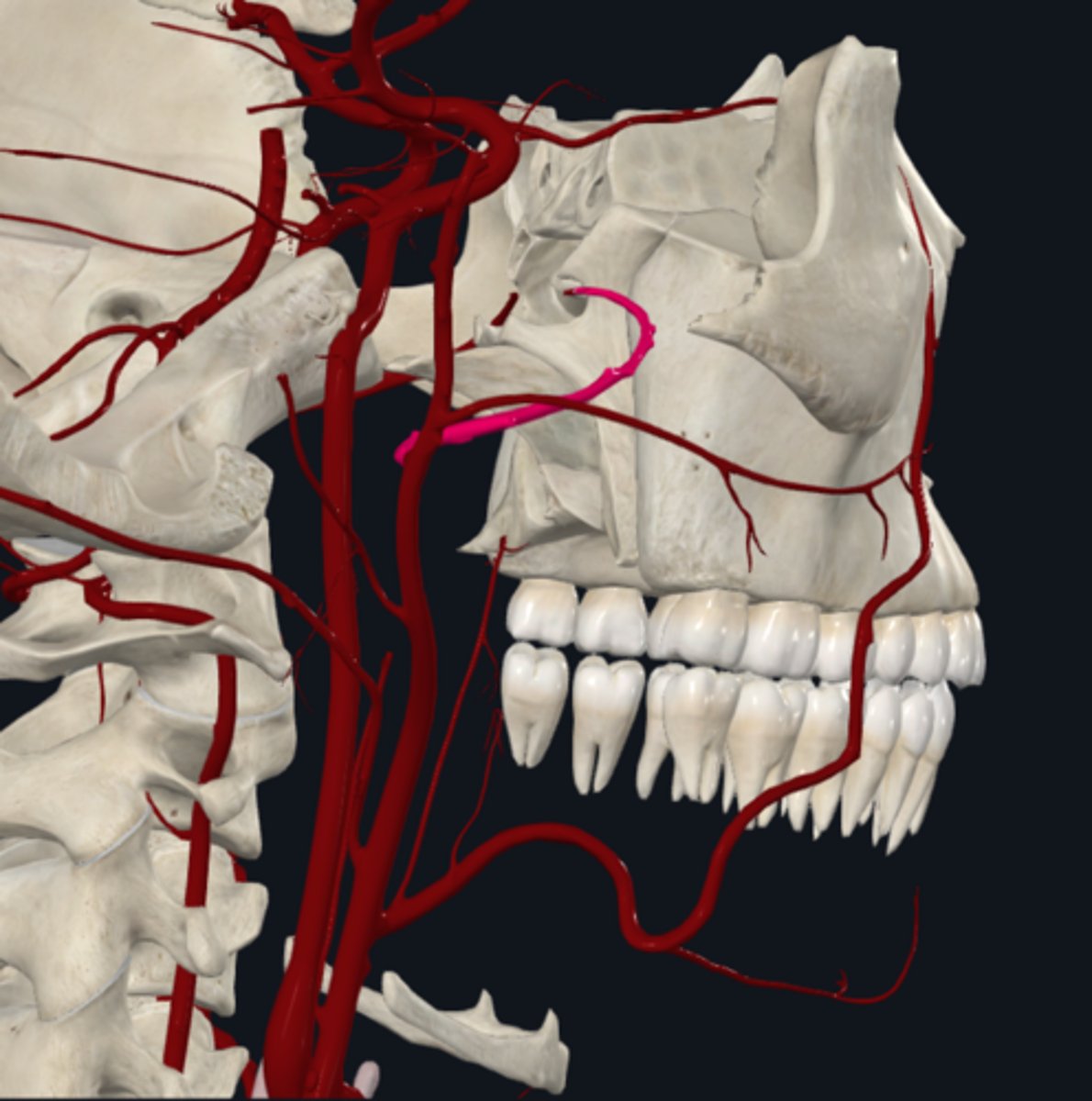 <p>What does the maxillay artery (terminal) of the external carotid artery supply what?</p>