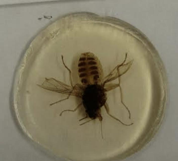 <p>Name and genus?</p>