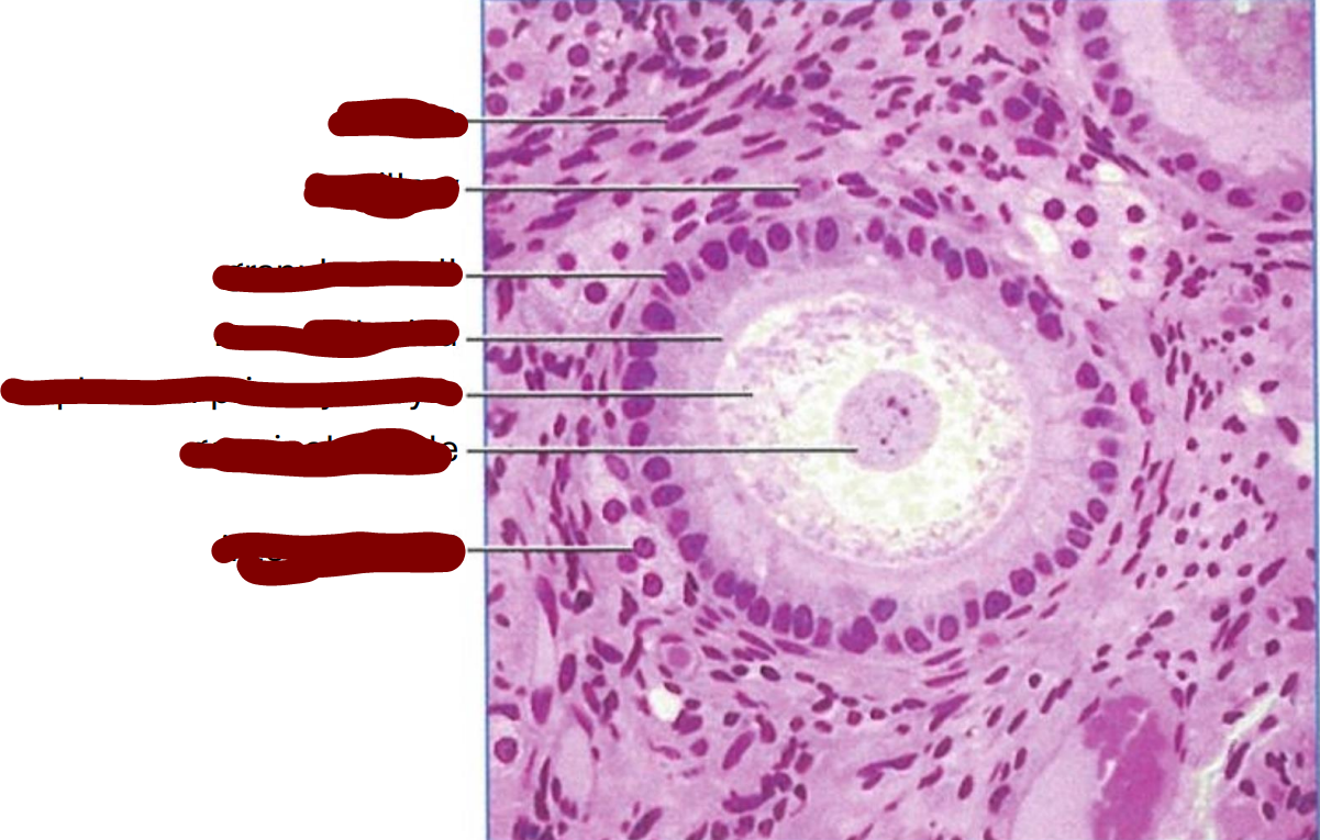 <p>section through a cat primary follicle</p>