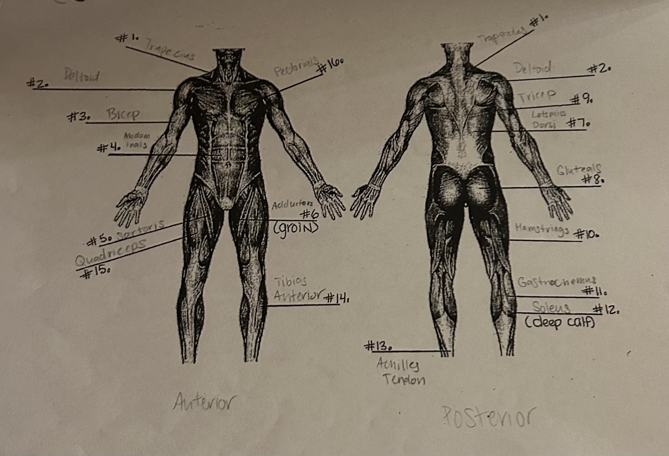 knowt flashcard image