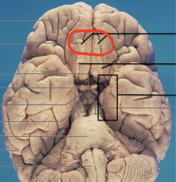 <p>Located at the forebrain, receives neural input about odors detected in cells by the nasal cavity</p>