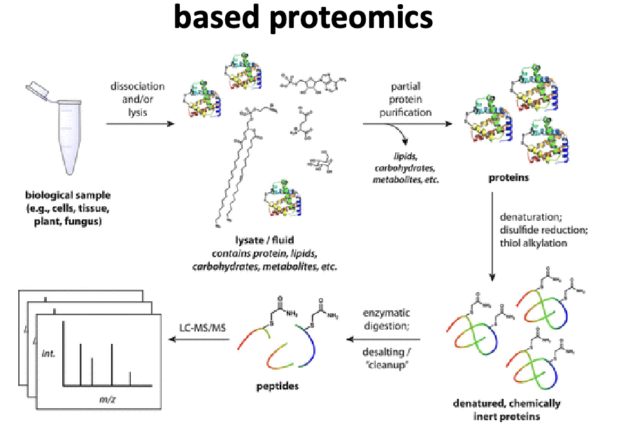 <p>biological sample → dissociation and/or lysis → get lysate/fluid that contains proteins, lipids, carbs, metabolites, etc. → partial protein purification: lipids, carbs, metabolites all leave → proteins → denaturation; disulfide reduction; thiol alkylation → denature, chemically inert proteins → enzymatic digestion; desalting/cleanup → peptides → LC-MS/MS</p>