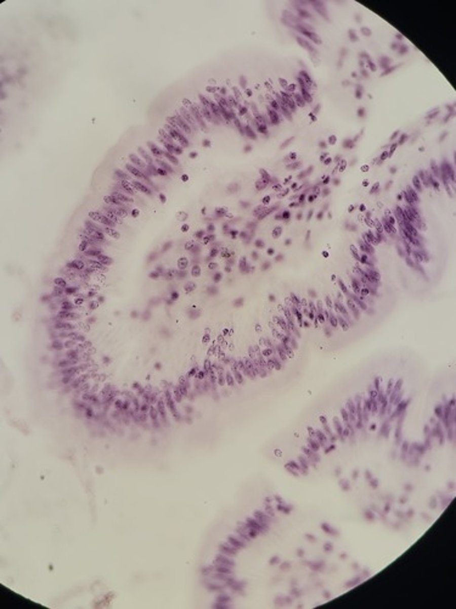 <p>Identify Tissue Type</p>