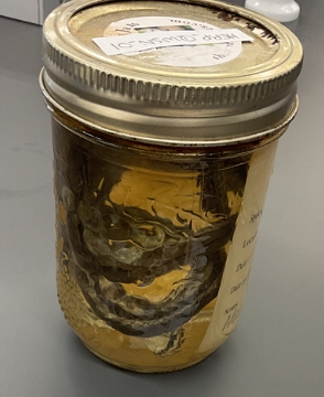 <p>Regina septemvittata</p><p>Queensnake</p><p>Endangered</p><p>Family Colubridae</p><p>Brown, olive, or grey colouring</p><p>Cream coloured lateral stripes that run the length of body</p><p>Belly is cream to yellow and cam become grey to tan with age</p><p>If threatened they may release a foul-smelling fluid from its cloaca and if captured it will keep withering</p><p>Feeds mainly on moulted crayfish</p><p>Snales are keeled</p><p>Big eye</p>