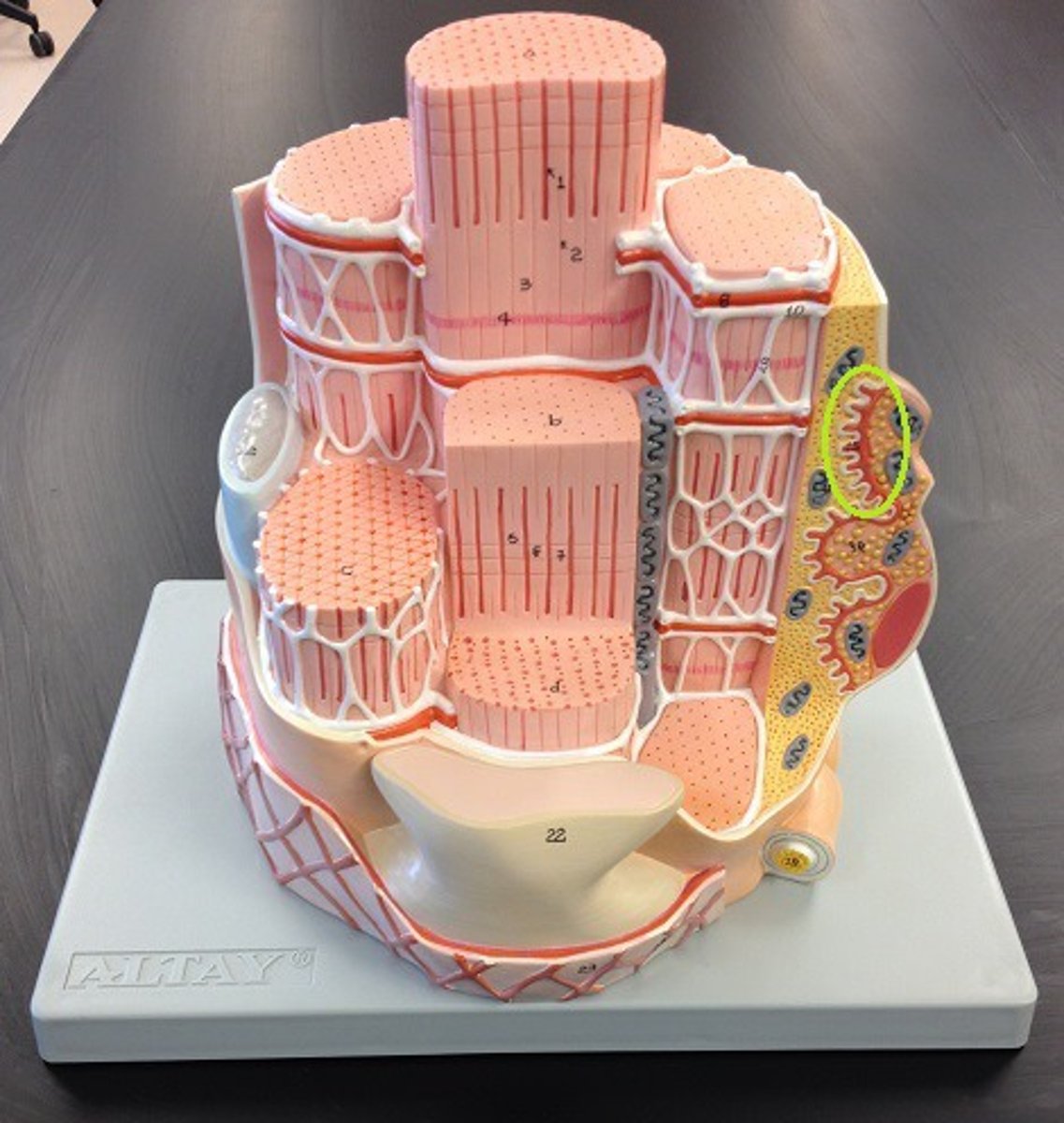 knowt flashcard image