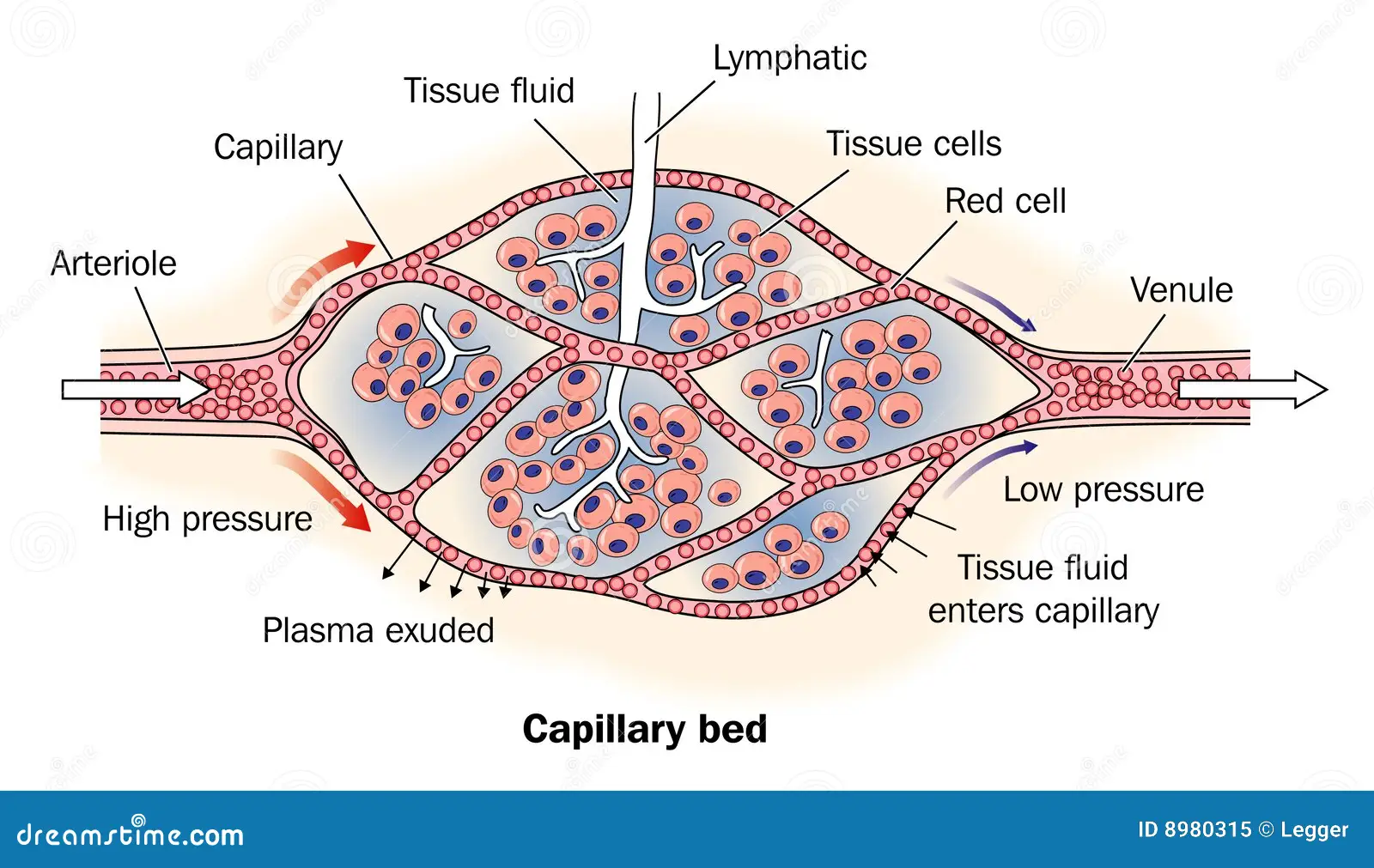 <ul><li><p>A capillary bed</p></li></ul>