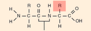 <p>Proteins are composed of amino acids joined by __</p>