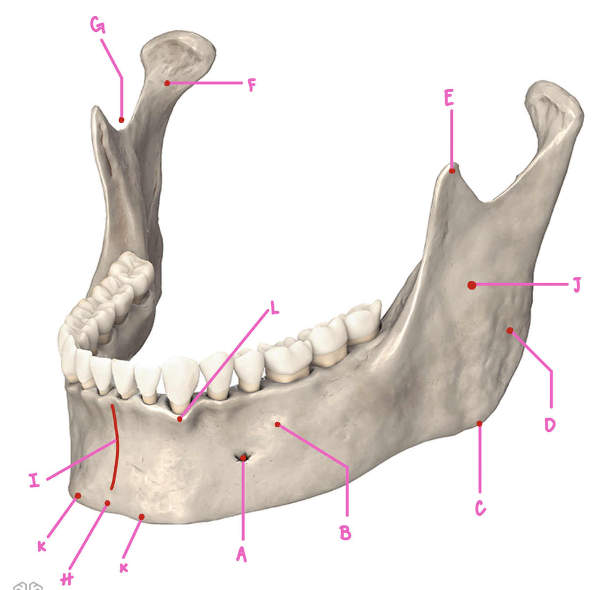 <p>Name the part of the mandible labeled J</p>