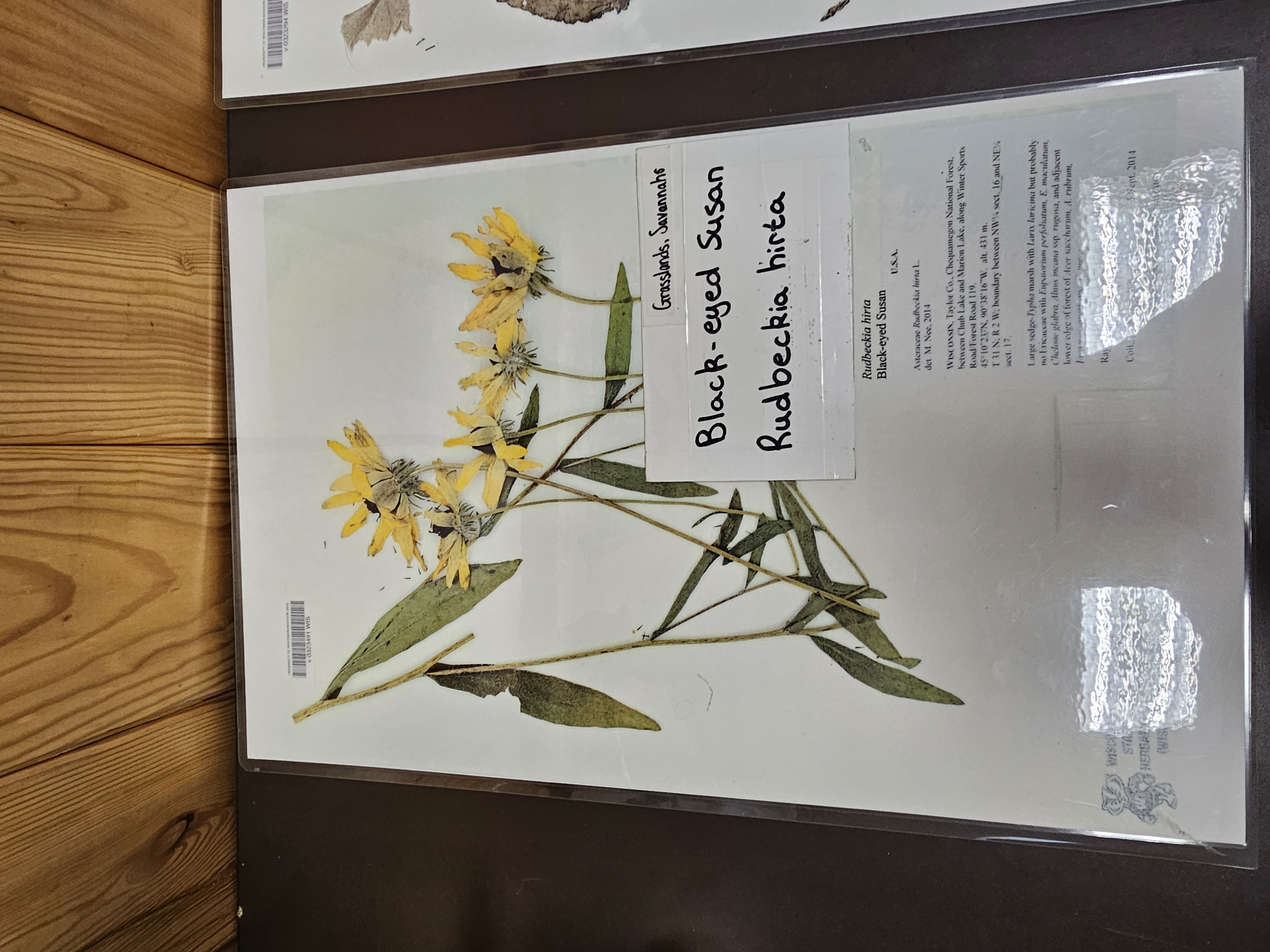 <p><em>Rudbeckia hirta</em></p>