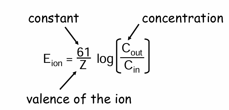 <p> Nernst equation</p><p>When the membrane is freely permeable to the ion</p>