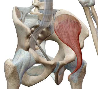 <p>Muscle iliaque</p>