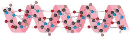 <ul><li><p>a single helix in which all C=O &amp; N-H bonds of the peptide backbone are involed in H bonding</p></li><li><p>R groups point outside of the helix</p></li></ul>