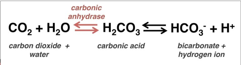 <ul><li><p>zinc ion permanently bound to carbonic anhydrase</p></li></ul>