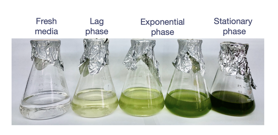 <p>1- fresh media</p><p>2- lag phase</p><p>3- exponential phase</p><p>4- stationary phase</p>