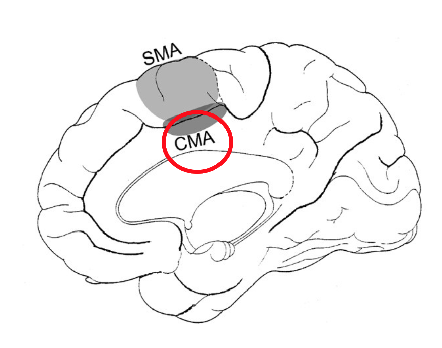 <p>Where is the cingulate motor area located?</p>
