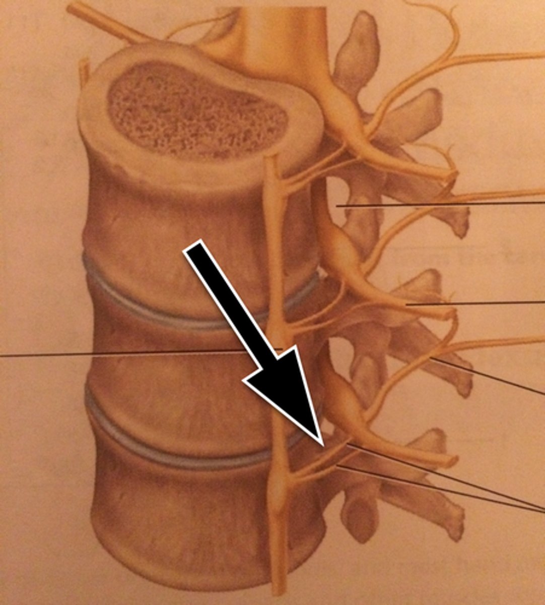 <p>communicate with sympathetic chain of ganglia</p>