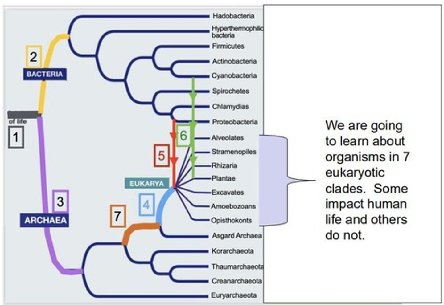 <p>Bacteria, Archaea, Eukarya</p>