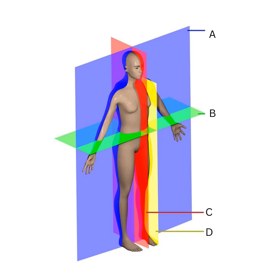 <p>Parasagittal Plane</p>