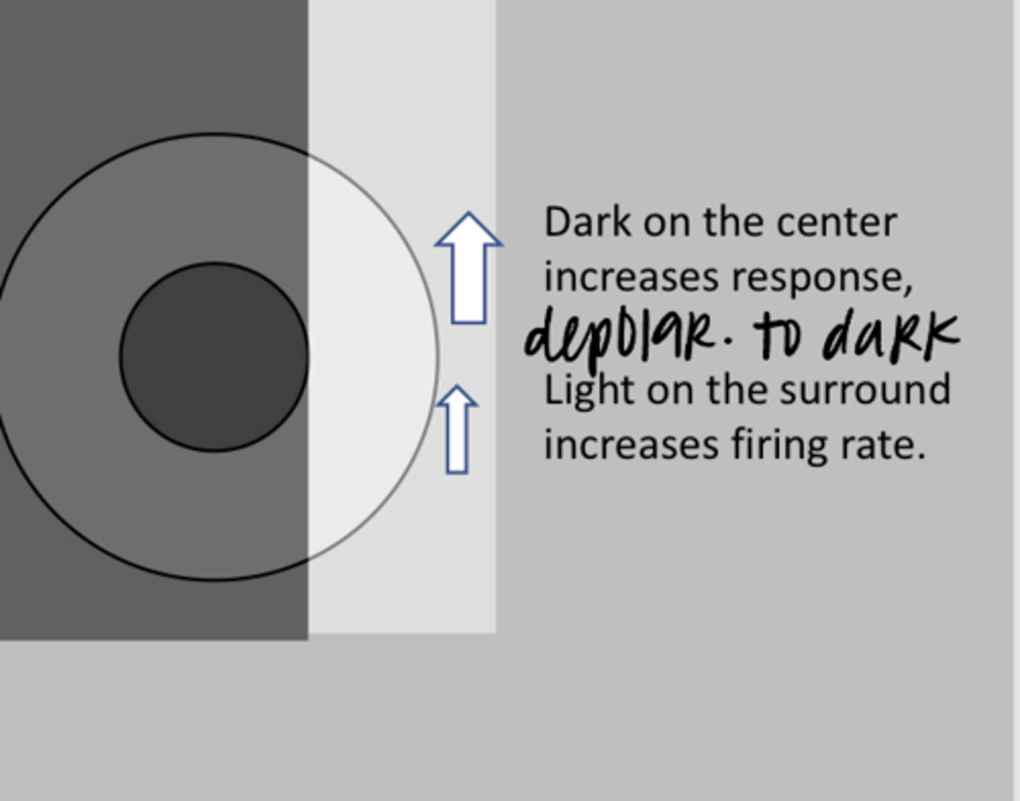 <p>This is an OFF-center ganglion cell. What is the likely response? (See Pic)</p>