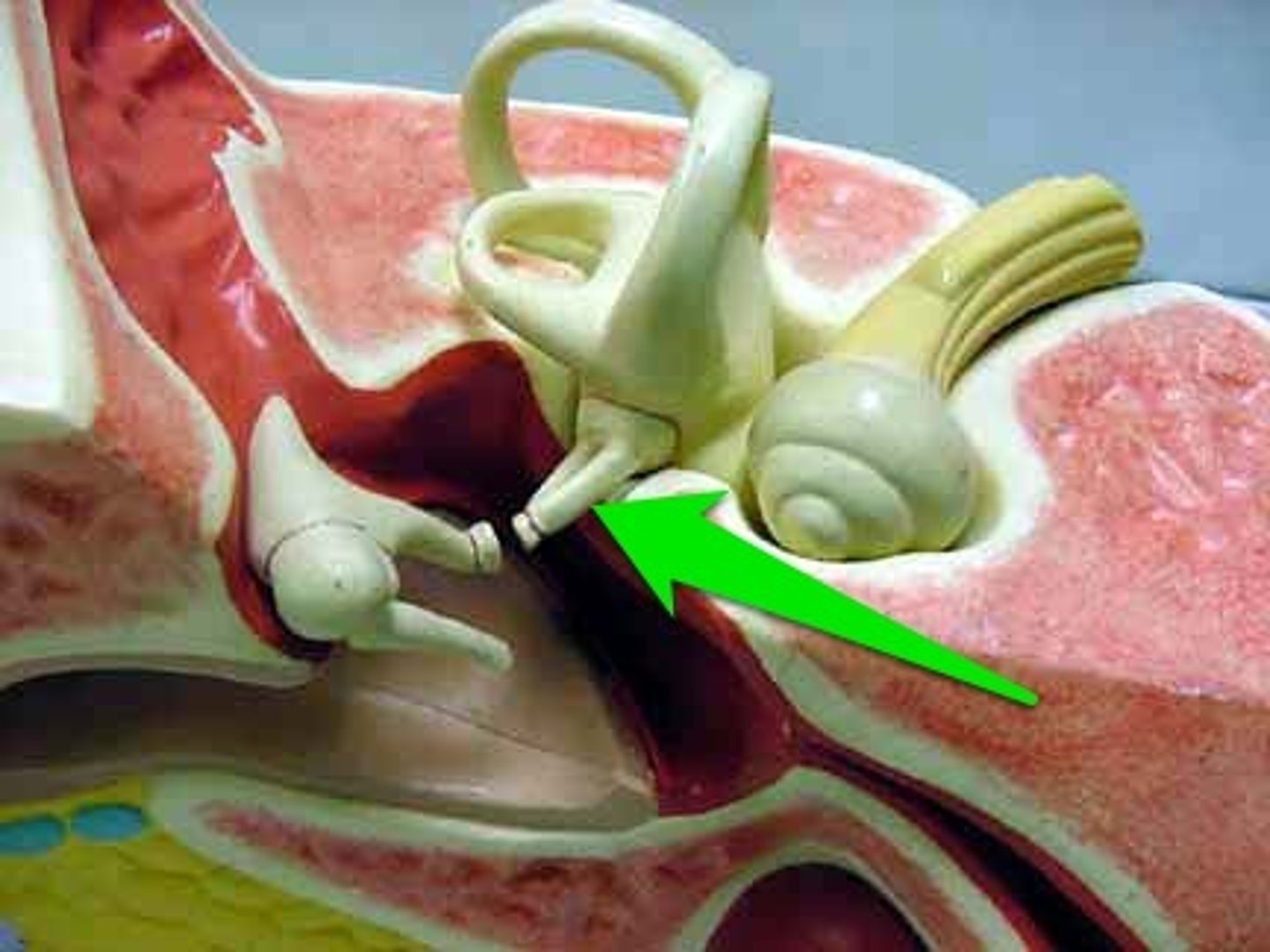 <p>The smallest ossicle connected to the oval window of the inner ear</p>