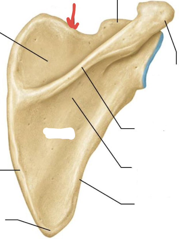 <p>what is this part of the scapula?</p>