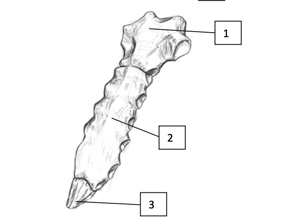 <p>Sternum</p>