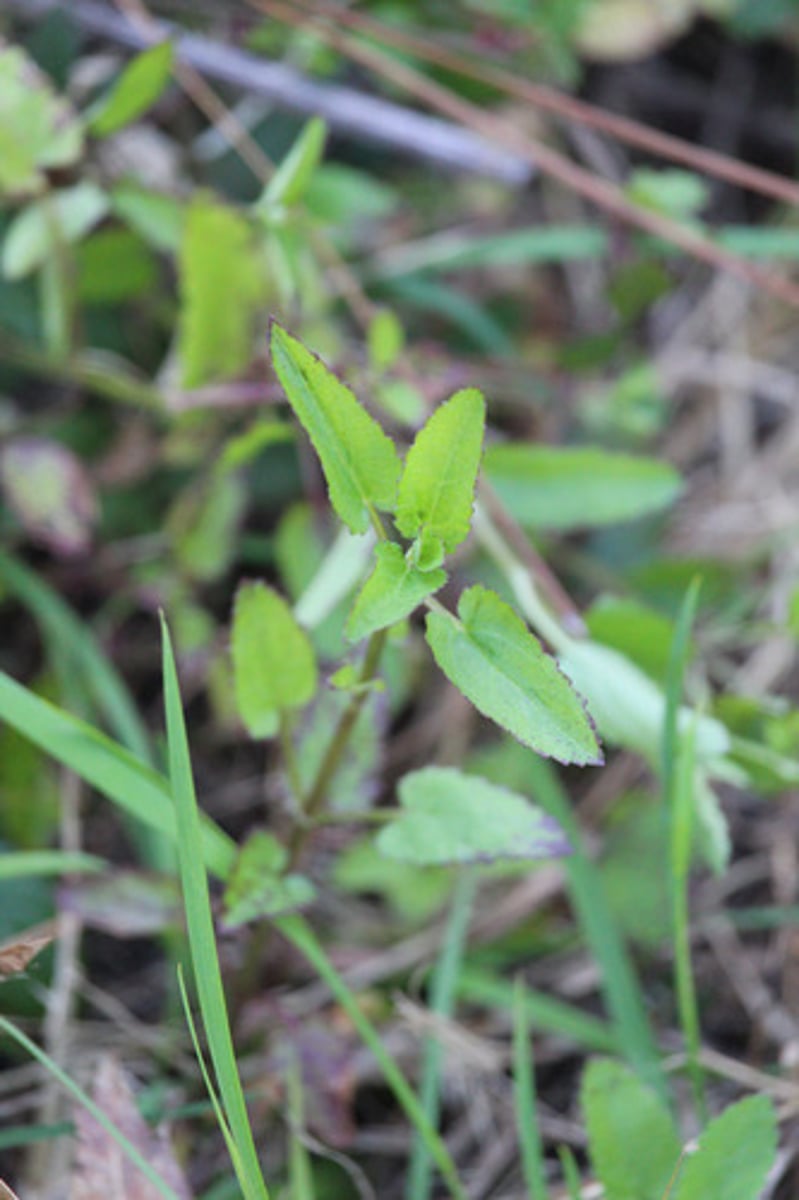 <p>what is the name of the plant pictured here?</p>