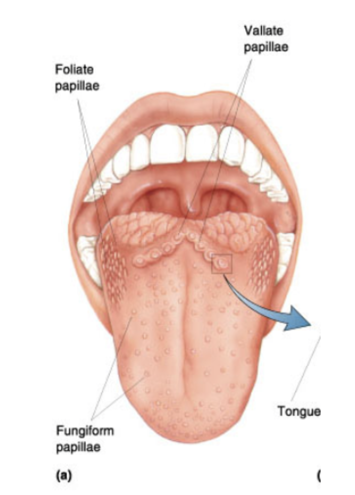 <p>fungiform papillae</p>