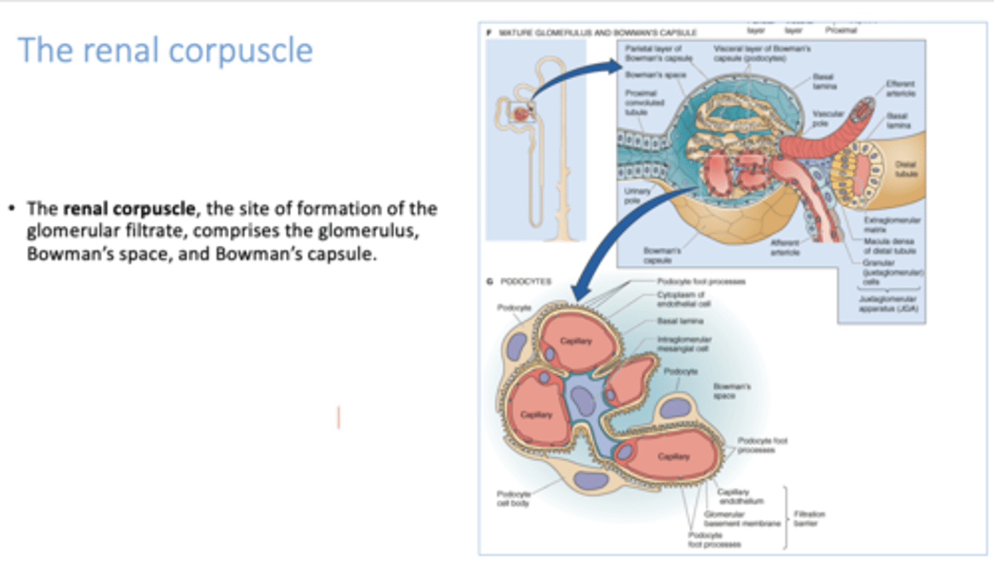 <p>renal corpuscle</p>