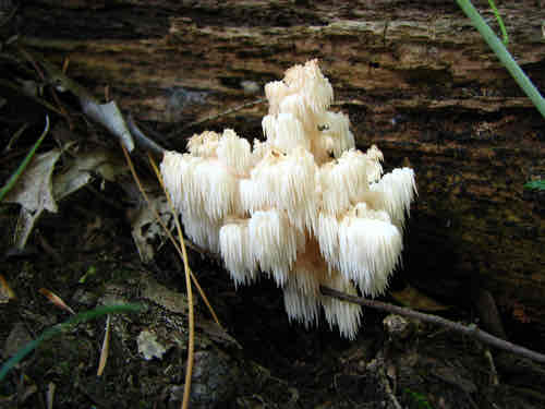 <p>Edible</p>