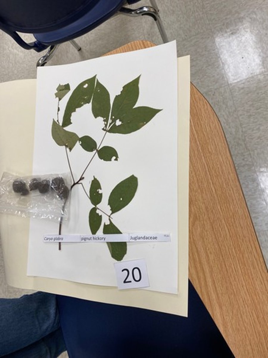 <p>Carya glabra (Juglandaceae)</p>