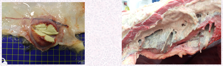 <ul><li><p>Nodular accumulation of pus within skin (abscess) to diffuse dermal/subcut suppuration (cellulitis)</p></li><li><p>Common fistulae and skin necrosis.</p></li></ul><p></p>