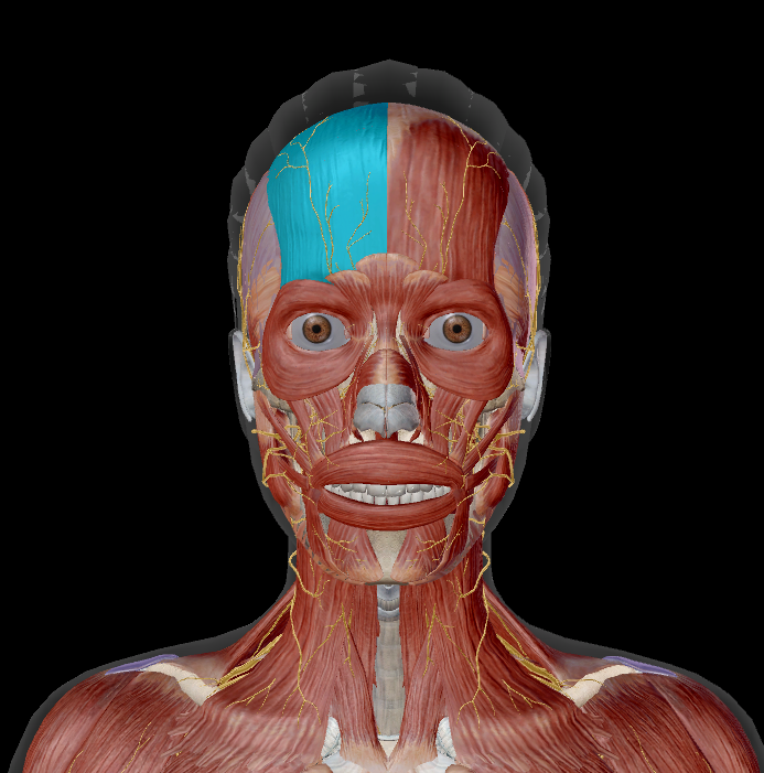 <p>name the muscle + action</p>