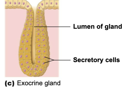 <p>gland that secretes surface of skin</p>