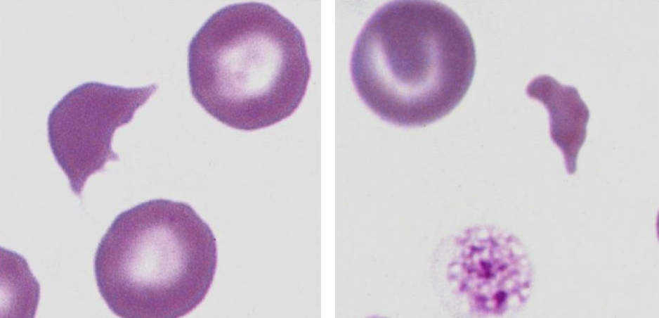 <p>What type of cells are these?</p>