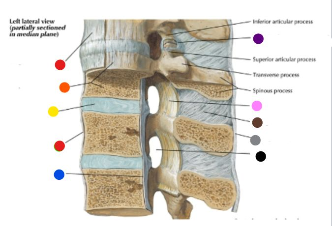 <p>What is the structure labeled at the pink? </p>