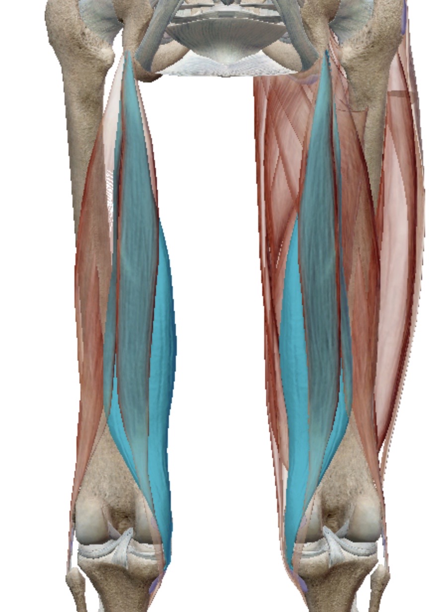 <p>Identify this muscle</p>