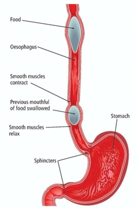 <p>Smooth muscle that forms large sheets of cells in walls of hollow organs</p><ul><li><p>Stomach, Intestine, Uterus, Urinary bladder, Blood Vessels, Respiration</p></li></ul><p></p><p>Does not carry out fine movements, but reacts in rhythmic waves</p><ul><li><p>Peristalsis in the gastrointestinal tract</p></li></ul><p></p>