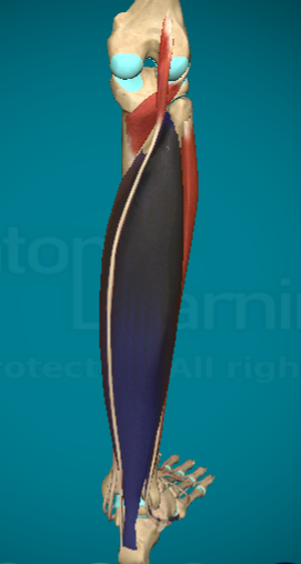 <p>What is this muscle and where are the attachment points?</p>