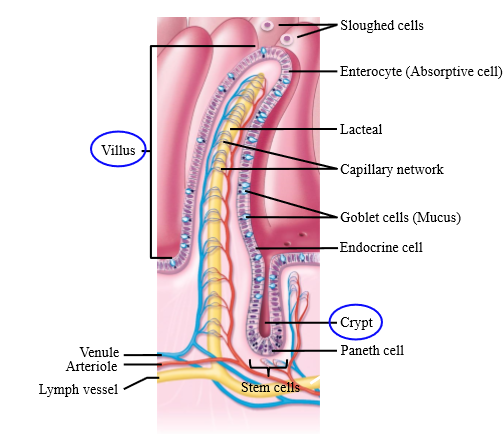 <p>- Apical layer consists of brush-border epithelial cells</p><p>- Crypts are invaginations of the epithelium - stem cells in crypts divide into epithelial cells, allowing top layer of cells to slough off</p><p></p>