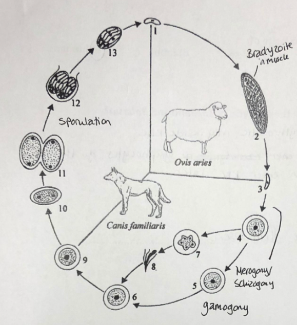 <p>describe the life cycle of ……..</p>