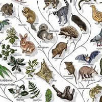 <p>are the general names of groups within a classification system</p>