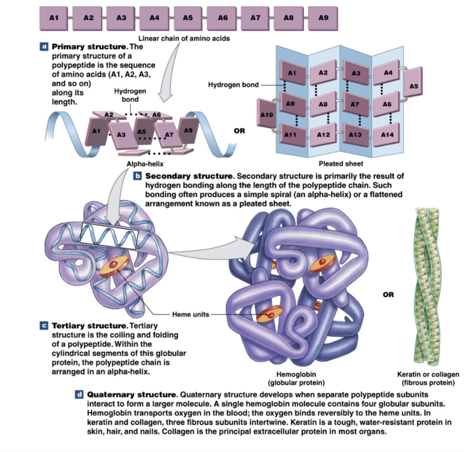 <ul><li><p>Primary: sequence of amino acids</p></li><li><p>Secondary: alpha helix or beta pleated sheet&nbsp;</p></li><li><p>Tertiary: coiling or folding of one polypeptide&nbsp;(can exist without second secondary structure)</p></li><li><p>Quaternary: interaction between multiple peptide chains</p></li></ul><p></p>