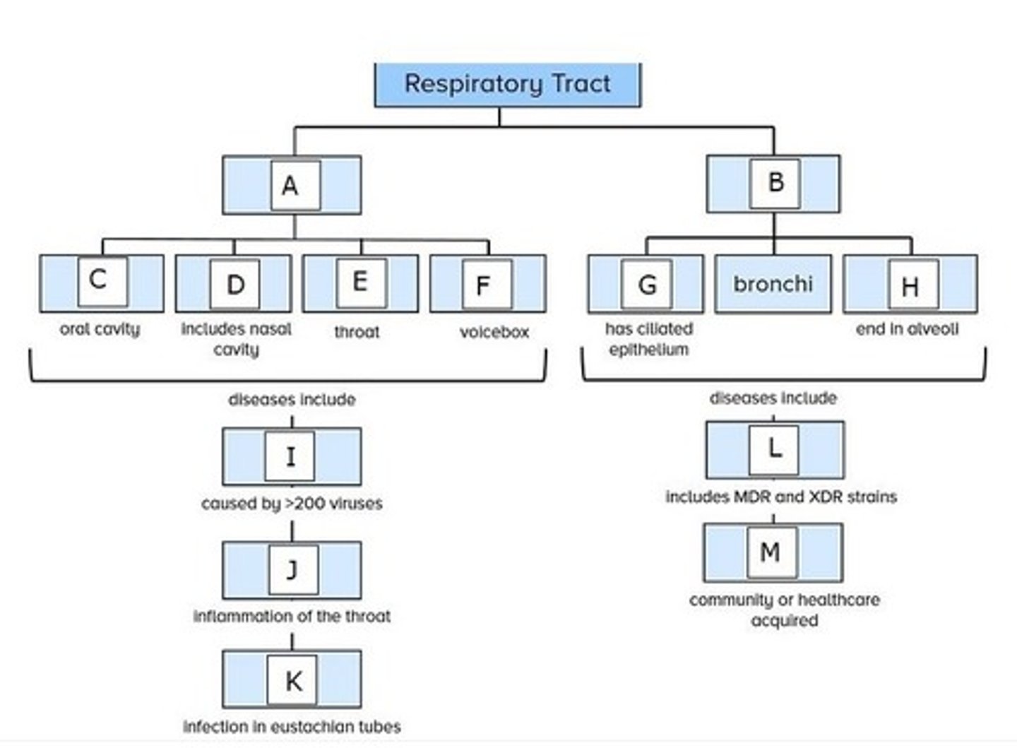 <p>A. upper</p><p>B. lower</p><p>C. mouth</p><p>D. nose</p><p>E. pharynx</p><p>F. larynx</p><p>G. trachea</p><p>H. bronchioles</p><p>I. colds</p><p>J. pharyngitis</p><p>K. otitis media</p><p>L. tuberculosis</p><p>M. pneumonia</p>