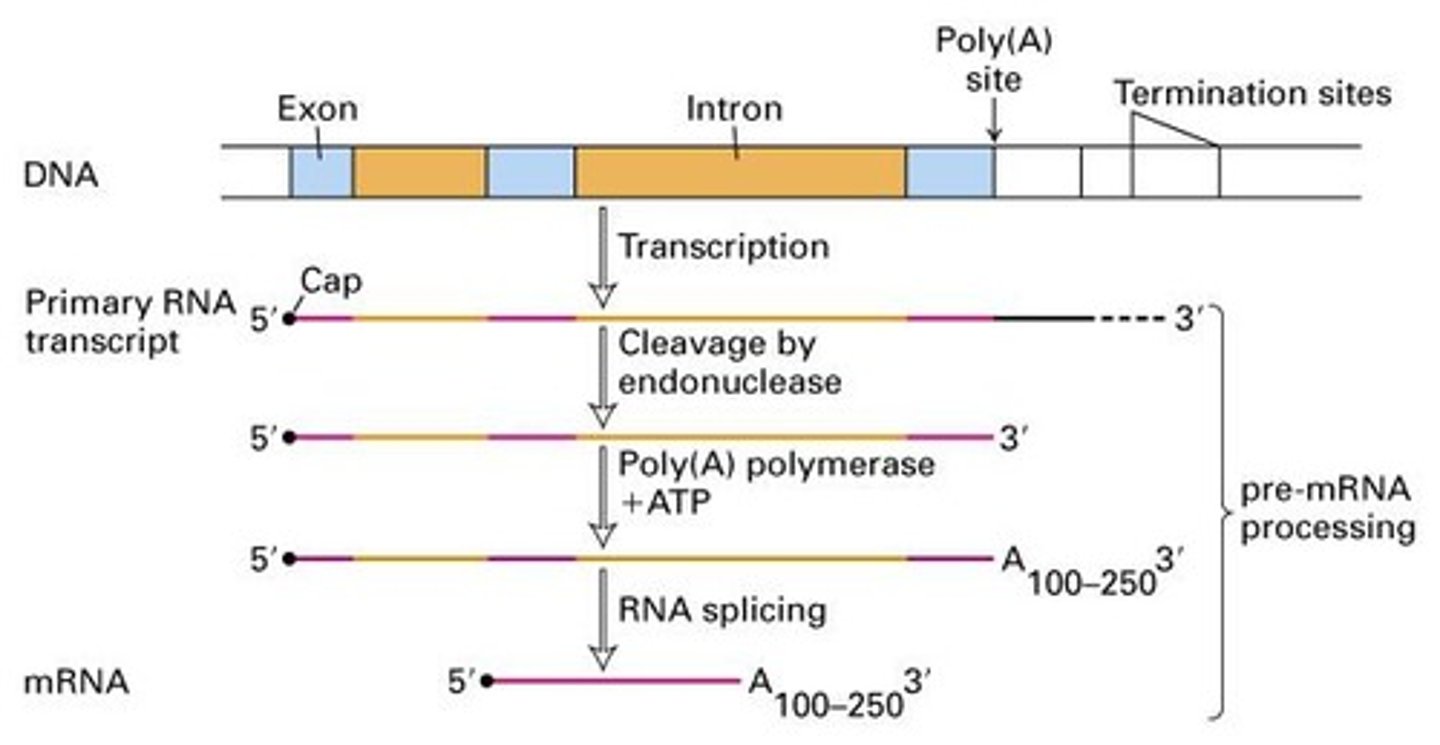 <p>Modifications of RNA after transcription.</p>