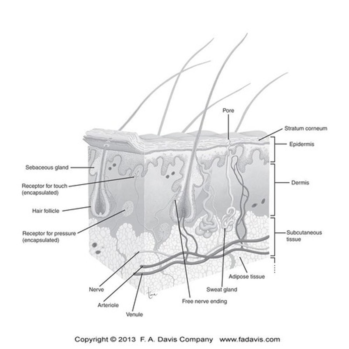 <p>Epidermis, dermis, and subcutaneous adipose tissue.</p>