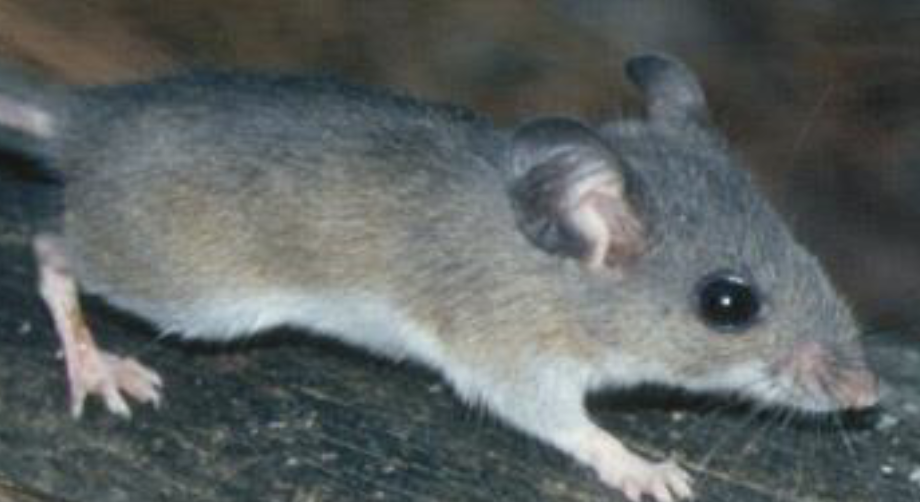 <p>what is this mammal </p>