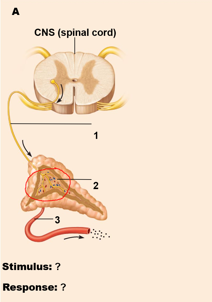 <p>Name / Function / Stimulation?</p>